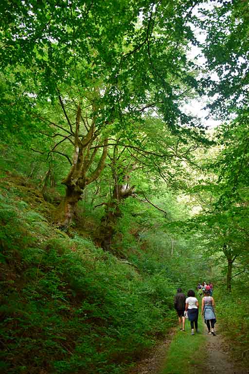 retiros de yoga en la naturaleza