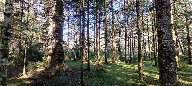 retiro yoga bosque pirineos julio 2026